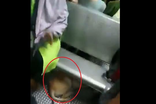 VIDEO : लोकलच्या लेडीज डब्ब्यात शिरला श्वान, सीटसोडून महिला पळाल्या