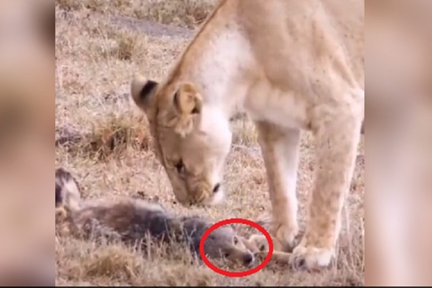 VIDEO : धुर्त कोल्ह्याचं लय भारी टॅलेंट! सिंहापासून जीव वाचवण्यासाठी केली मरण्याची अॅक्टिंग