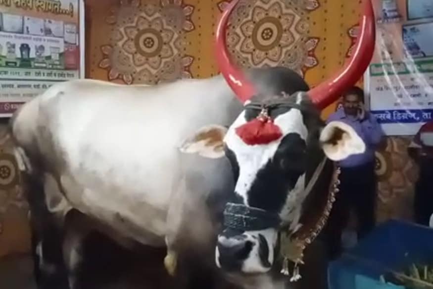 अगडबंब! हा उच्चार साधारणत: आकाराने प्रचंड असलेल्यांबाबत वापरला जातो. मात्र, अमरावती शहराच्या सायन्सकोर मैदानावर खासदार नवनीत राणा,आमदार रवी राणा यांच्या युवा स्वाभिमान पक्षाच्या वतीने आयोजित राज्य स्तरीय कृषी महोत्सवात आठ वर्षीय बैल गज्या नावाचा बैल आकर्षणाचे मुख्य केंद्रबिंदू ठरला आहे. अगडबंब! हा उच्चार साधारणत: आकाराने प्रचंड असलेल्यांबाबत वापरला जातो. मात्र, अमरावती शहराच्या सायन्सकोर मैदानावर खासदार नवनीत राणा,आमदार रवी राणा यांच्या युवा स्वाभिमान पक्षाच्या वतीने आयोजित राज्य स्तरीय कृषी महोत्सवात आठ वर्षीय बैल गज्या नावाचा बैल आकर्षणाचे मुख्य केंद्रबिंदू ठरला आहे.