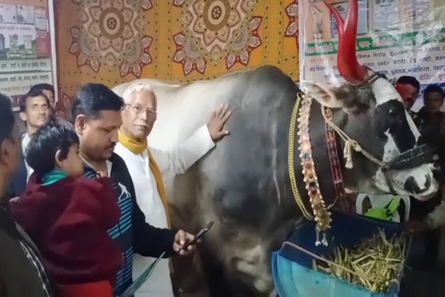 दोन वर्षापासून राज्यातील कृषी प्रदर्शनीमध्ये गज्या हा नागरीकांची पसंती मिळवत आहे. या दोन वर्षाच्या कालावधीत अनेक ठिकाणाहून गज्याला बोलवणे येत असून कर्नाटक व गोवा या राज्यातही कृषी प्रदर्शनात गज्याच्या अवाढव्य आकारमानाने सर्वानाच अचंबित केले आहे. दोन वर्षापासून राज्यातील कृषी प्रदर्शनीमध्ये गज्या हा नागरीकांची पसंती मिळवत आहे. या दोन वर्षाच्या कालावधीत अनेक ठिकाणाहून गज्याला बोलवणे येत असून कर्नाटक व गोवा या राज्यातही कृषी प्रदर्शनात गज्याच्या अवाढव्य आकारमानाने सर्वानाच अचंबित केले आहे.