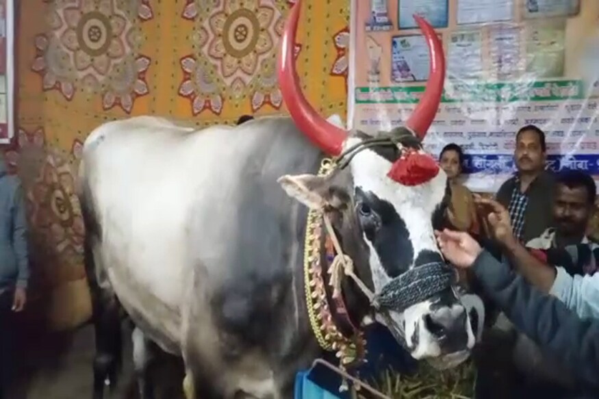 गजराज म्हटले की, सर्वांच्या डोळ्यासमोर चित्र उभे राहते ते म्हणजे हत्तीचे. त्यामुळेच हत्तीसारखा दिसणाऱ्या बैलाचे नाव मालकाने गज्या ठेवले. कृषी महोत्सवात शेतकऱ्यांना आधुनिक शेती,उपयोगी उपकरणांच्या माहितीचे स्टॉल्स लागले आहे. गजराज म्हटले की, सर्वांच्या डोळ्यासमोर चित्र उभे राहते ते म्हणजे हत्तीचे. त्यामुळेच हत्तीसारखा दिसणाऱ्या बैलाचे नाव मालकाने गज्या ठेवले. कृषी महोत्सवात शेतकऱ्यांना आधुनिक शेती,उपयोगी उपकरणांच्या माहितीचे स्टॉल्स लागले आहे.