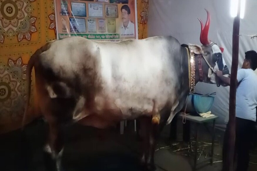 गज्या नामक या बैलाची उंची साडेसहा तर लांबी साडेदहा फुट असून त्याचे वजन १२०० किलो आहे. दिवसाला तो ५० किलो गाजर १०० किलो उस तर ५० किलो चारा असा २०० किलो खाद्याचा फडशा पाडतो. गज्या नामक या बैलाची उंची साडेसहा तर लांबी साडेदहा फुट असून त्याचे वजन १२०० किलो आहे. दिवसाला तो ५० किलो गाजर १०० किलो उस तर ५० किलो चारा असा २०० किलो खाद्याचा फडशा पाडतो.