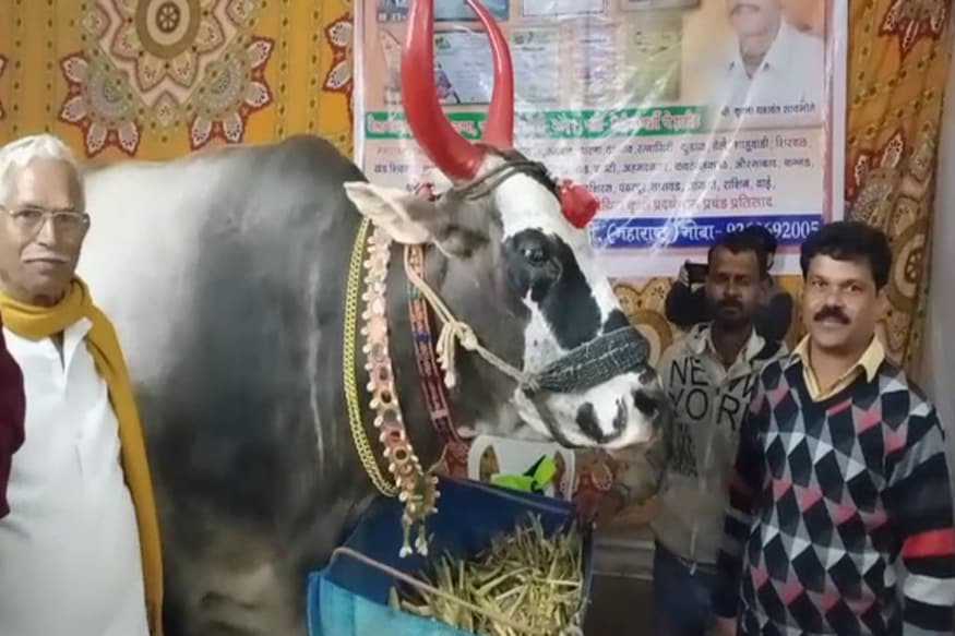 अगडबंब गज्याची लिमका बुकमध्ये नोंद व्हावी याकरीता महिन्यापूर्वी प्रस्तावही पाठवला असून, देशातील सर्वात मोठा बैल असल्याचा दावा कृष्णा सायमोते यांचा आहे. अगडबंब गज्याची लिमका बुकमध्ये नोंद व्हावी याकरीता महिन्यापूर्वी प्रस्तावही पाठवला असून, देशातील सर्वात मोठा बैल असल्याचा दावा कृष्णा सायमोते यांचा आहे.