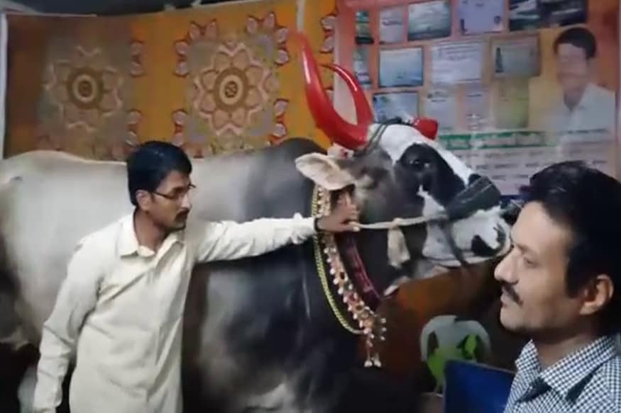 सांगली जिल्ह्यातील कसबे डिग्रज येथील कृष्णा यशवंत सायमोते यांच्याकडे एक एकर शेती असून शेतीला जोड व्यवसाय म्हणून त्यांनी दुग्धव्यवसाय व्यवसाय सुरू केला. त्यांच्याकडे पंधरा ते सोळा गुरे असून यातीलच खिल्लारी बैल व जर्शी गायीचे 'ब्रिड' असलेल्या हत्तीसारखे आकारमान असलेल्या गज्याचा ऑक्टोबर २०११ मध्ये जन्म झाला. जन्मताच त्याचे वजन ४७ किलो असल्याचे सायमोते सांगतात. सांगली जिल्ह्यातील कसबे डिग्रज येथील कृष्णा यशवंत सायमोते यांच्याकडे एक एकर शेती असून शेतीला जोड व्यवसाय म्हणून त्यांनी दुग्धव्यवसाय व्यवसाय सुरू केला. त्यांच्याकडे पंधरा ते सोळा गुरे असून यातीलच खिल्लारी बैल व जर्शी गायीचे 'ब्रिड' असलेल्या हत्तीसारखे आकारमान असलेल्या गज्याचा ऑक्टोबर २०११ मध्ये जन्म झाला. जन्मताच त्याचे वजन ४७ किलो असल्याचे सायमोते सांगतात.