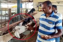 तुम्ही मांसाहारी बकरी पाहिली आहे का? चला पाहा, चक्क अंडी खाऊन जगणारी बकरी