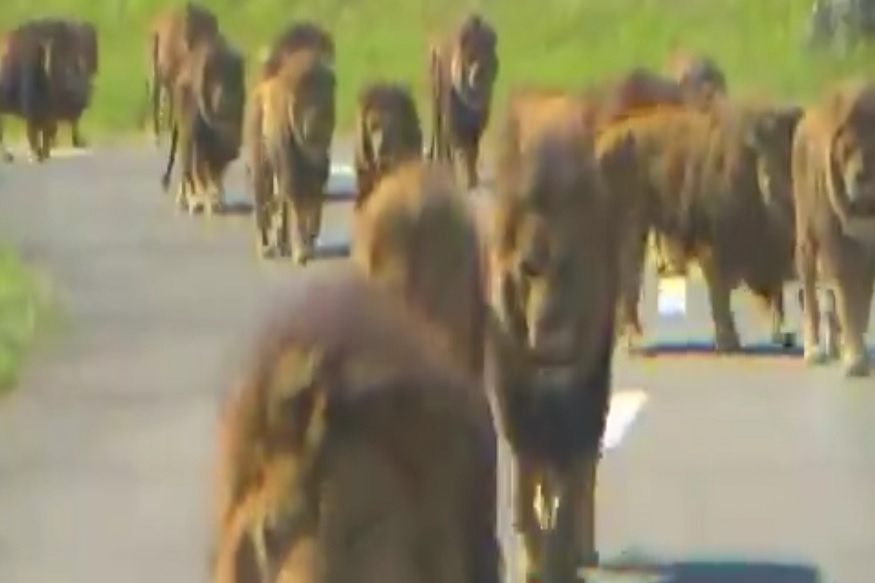 OMG! अचानक कारसमोर आले 20 ते 25 सिंह, पुढे काय घडलं पाहा VIDEO