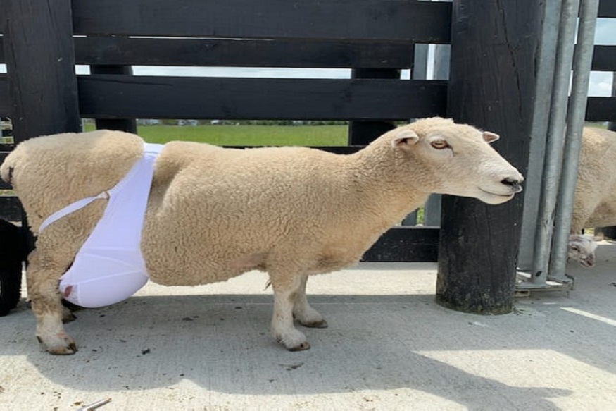 चक्क मेंढीने घातली ब्रा, हे आहे सोशल मीडियावर VIRAL झालेल्या फोटो मागचे रहस्य