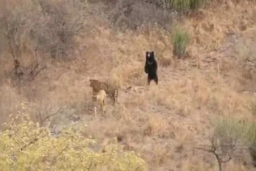 अस्वल आणि 2 वाघांच्या लढाईत कोणी मारली बाजी? थरारक VIDEO पाहून व्हाल हैराण