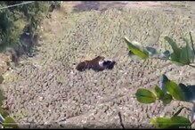 VIDEO : याला म्हणतात डोकं ! उरावर बसलेल्या वाघाला त्याने असं पळवलं VIDEO : याला म्हणतात डोकं ! उरावर बसलेल्या वाघाला त्याने असं पळवलं