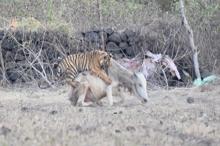 मात्र आता अभयारण्यातील वाघ शेताकडे आणि गावाकडे धाव घेत आहे.