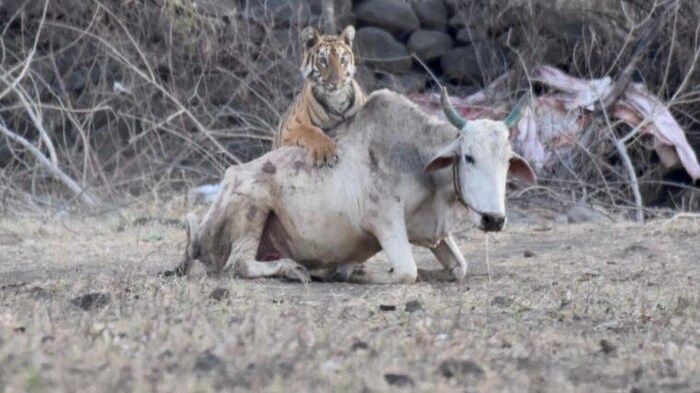 गुरुवारी एका शेतकऱ्यांची बैल आणि गायी शेतात चरत असताना वाघिणीने हल्ला करून त्यांना ठार केले.