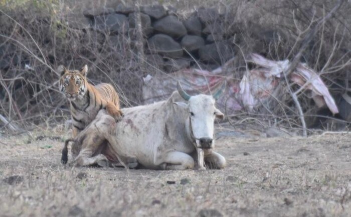 टिपेश्वर अभयारण्य परिसराला लागून गाव आणि शेती आहे. इथले शेतकऱ्याचा उदरनिर्वाह हा शेतीवरच अवलंबून आहे.