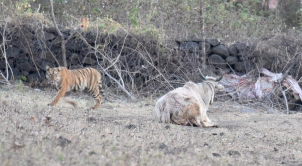 टिपेश्वर अभियारण्याला लागून असलेल्या सुन्ना गावापरिसरात वाघिणीने हल्ला करून गाई आणि बैल ठार केले. या घटनेने परिसरात वाघाची दहशत निर्माण झाली. विशेष म्हणजे ही घटना शेतकऱ्याच्या डोळ्या समोर घडली. टिपेश्वर अभियारण्याला लागून असलेल्या सुन्ना गावापरिसरात वाघिणीने हल्ला करून गाई आणि बैल ठार केले. या घटनेने परिसरात वाघाची दहशत निर्माण झाली. विशेष म्हणजे ही घटना शेतकऱ्याच्या डोळ्या समोर घडली.