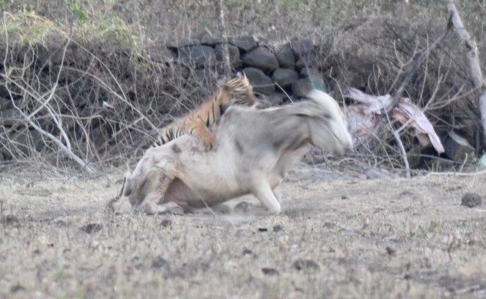  एका शेतकऱ्याने आपल्या मोबाईल कॅमेऱ्यात हा थरार कैद केला आहे.