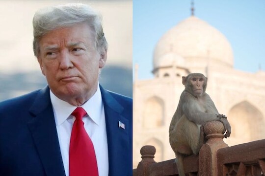 ट्रम्प यांच्या सुरक्षाव्यवस्थेमध्ये अजब प्रकार, राष्ट्राध्यक्षांच्या सुरक्षेसाठी माकडं तैनात