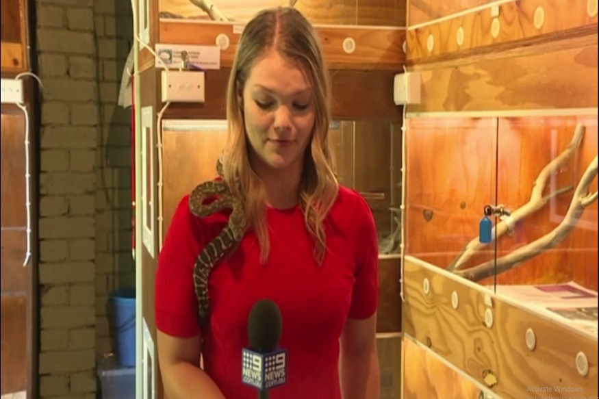 VIDEO: रिपोर्टिंग करतानाच महिला रिपोर्टरवर सापाचा हल्ला, पाहा मग काय झालं