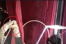 चिडलेल्या मांजरीनं केला रिंग मास्टरवर हल्ला, काळजाचा ठोका चुकवणारा VIDEO चिडलेल्या मांजरीनं केला रिंग मास्टरवर हल्ला, काळजाचा ठोका चुकवणारा VIDEO