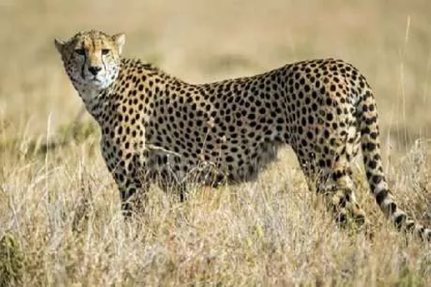 चित्त्याची चाल आणि गरुडाची नजर, आफ्रिकेतला चित्ता भारतात आणता येईल का?