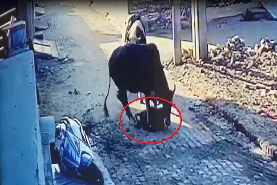 गाईने लहान मुलाला तुडवलं, पूर्ण व्हिडिओ पाहण्याचं धाडसं होणार नाही
