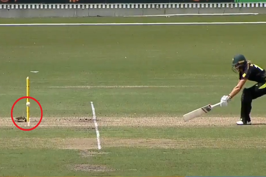 स्टम्पचा माइक ठरला टीम इंडियासाठी व्हिलन, फलंदाजाला मिळालं जीवदान