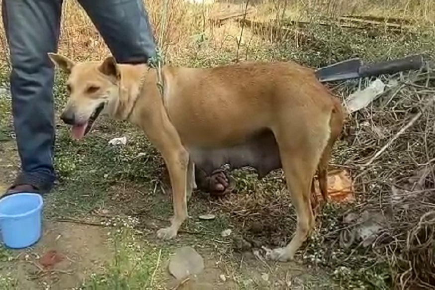 क्रुरतेचा कळस! मटण चोरलं म्हणून दुकानदाराने कुत्र्याच्या पाठीत घुपसला चाकू