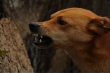 डोबिंवलीतील 'त्या' महिलेचा मृत्यू हृदयविकाराने, पोलिसांची माहिती