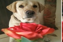 मुलं धोकेबाज असतात कुत्र्यावर प्रेम कर, Valentine Weekमध्ये VIRAL होतायत 5 VIDEO