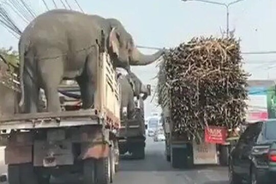 ट्रकमधून फिरताना हत्तीला दिसला ऊस अन् रस्त्यातच घेतला लंच ब्रेक, भन्नाट VIDEO VIRAL