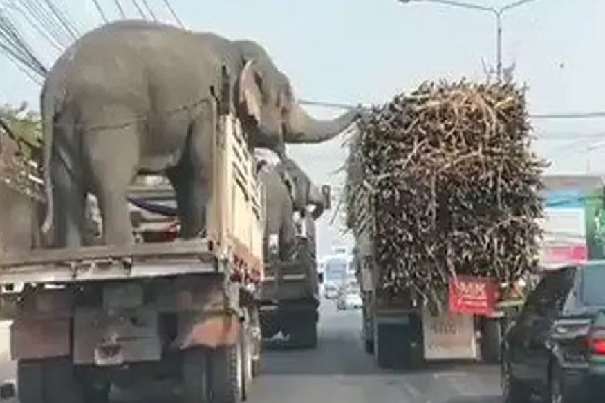 ट्रकमधून फिरताना हत्तीला दिसला ऊस अन् रस्त्यातच घेतला लंच ब्रेक, भन्नाट VIDEO VIRAL
