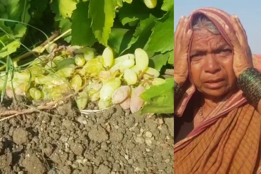 अवघ्या काही मिनिटांत द्राक्ष बागा उद्धवस्त, उस्मानाबाद जिल्ह्यात टोळीचा हैदोस