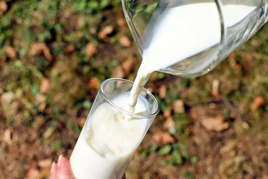 कच्चं दूध पिणं आरोग्यासाठी चांगलं की हानिकारक? काय सांगतात तज्ज्ञ