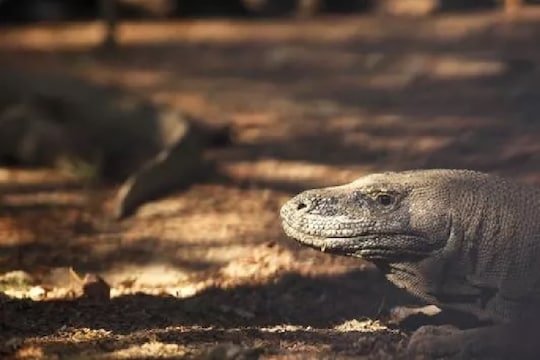 Sex power वाढवण्यासाठी होतेय घोरपडींची हत्या; खरंच हे तेल शक्तिवर्धक आहे? काय आहे तथ्य?