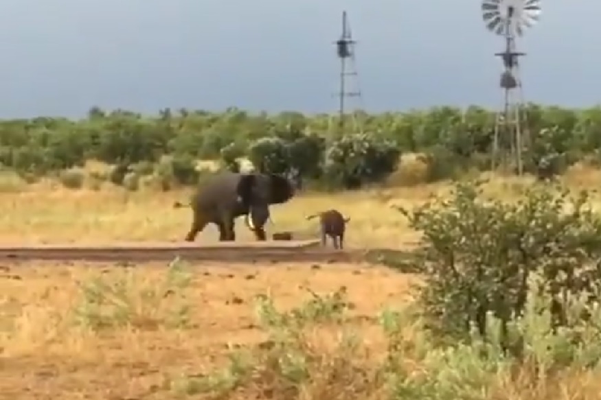 हत्तीचा रेडकूवर हल्ला; आईसमोरच सुरू झाली लढाई, कोण जिंकलं पाहा VIDEO