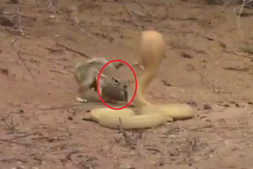 पिल्लासाठी इवलासा जीव असलेल्या खारीनं कोब्य्राशी घेतला पंगा, पाहा VIDEO