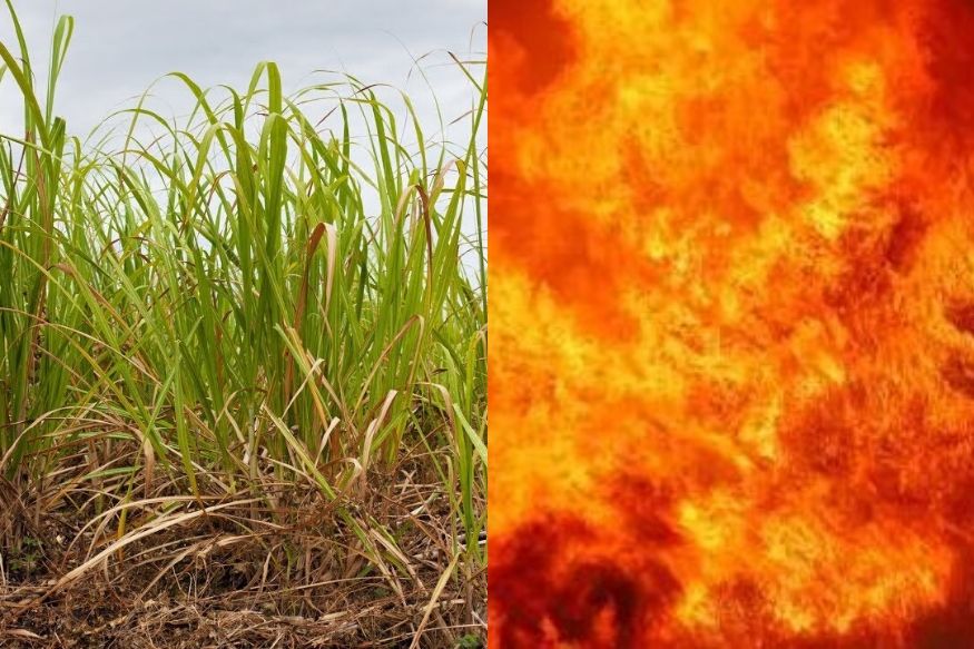 उभं पीक जळताना पाहून शेतकऱ्याने घेतली धाव, मात्र काळाने त्याच्यावरच घातला घाव