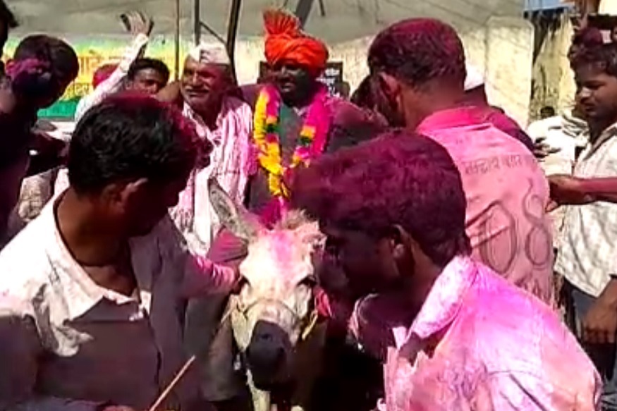 अजबच 'शिमगा'... घोड्यावरून नाही, गाढवावरून काढली जाते जावयाची मिरवणूक