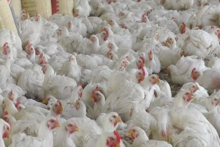 10 रुपये किलो दर करुनही मिळेना ग्राहक, अखेर जंगलात सोडल्या कोंबड्या