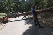 कोरोनाचा असाही धसका, गावकऱ्यांनी थेट रस्त्यावर भलंमोठं झाड टाकून बंद केला रस्ता!