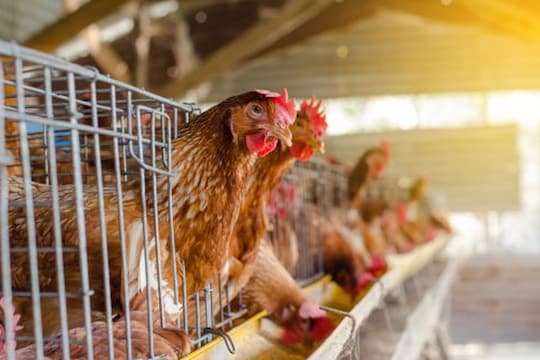 'कोरोना'मुळे कोंबडी झाली चारण्याची आणि मसाला बाराण्याचा!