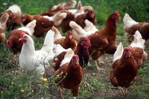 Coronavirus शी दोन हात करत असतानाच आता सरकारसमोर Bird flu आणि swine flu चं आव्हान आहे.