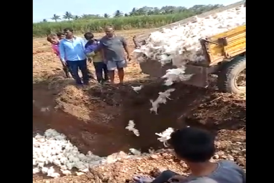 'कोरोना'ची दहशत! व्हायरसमुळे हजारो कोंबड्या जिवंत गाडल्या, पाहा Video