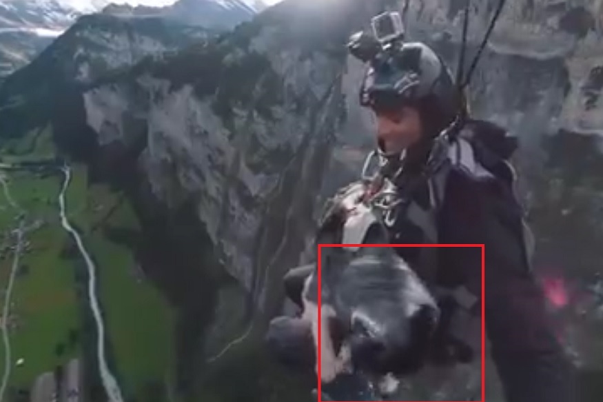 मालकासोबत 2 हजार फुटांवरून श्वानानं मारली उडी आणि...पाहा VIDEO