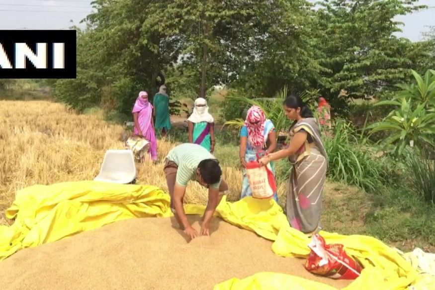 माणुसकीचा गुणाकार! 'माझ्या भाकरीतील अर्धी भाकरी गरजूंना', नाशिकच्या शेतकऱ्याने मजुरांना वाटले गहू