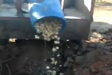 कोरोनाची भीती! 3 लाखांहून अधिक कोंबडीच्या पिल्लांना जिवंत गाडलं, पाहा धक्कादायक