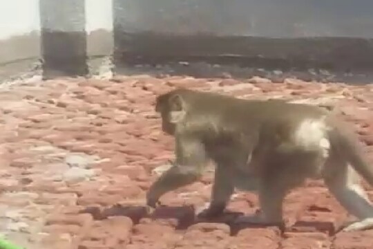 पाण्याच्या शोधात गच्चीवर आली माकडीण, पुढे काय घडलं पाहा VIDEO