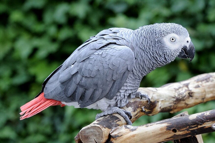 à¤à¤®à¤ à¤ª à¤ªà¤ à¤¹à¤°à¤µà¤² à¤¨ à¤à¤ª à¤°à¤à¤° à¤ à¤ª à¤² à¤¸ à¤à¤¡ à¤¤à¤ à¤° à¤° news news18 lokmat today s latest marathi news lokmat news18 com