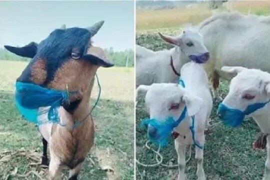 कोरोनाची भीती, बकऱ्यांनीही घातले मास्क, tiktok video viral