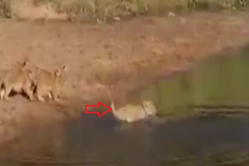 आईसोबत नदी पार करताना पाण्यात बुडला बछडा, पुढे काय झालं पाहा VIDEO