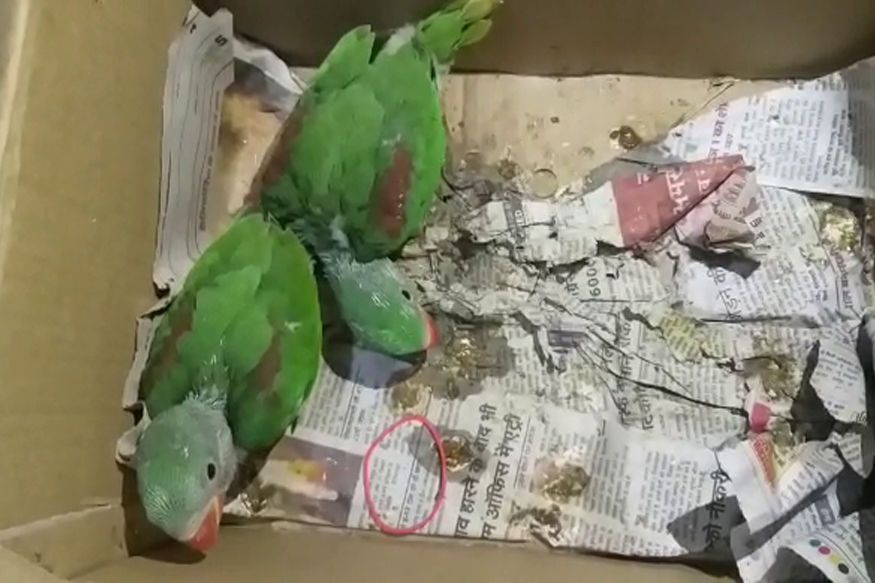 पहाडी पोपटांच्या तस्करीचा डाव फसला, वनविभागाने टाकली धाड!