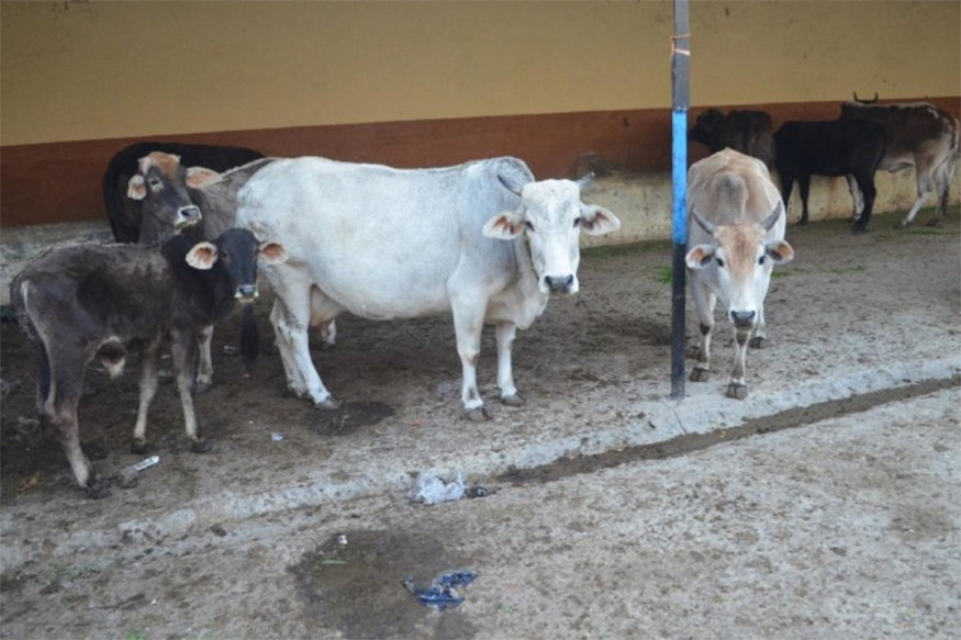 पशुधन वाऱ्यावर सोडून पशुवैद्यकीय अधिकारी करत आहे टेम्प्रेचर मोजण्याचे काम!